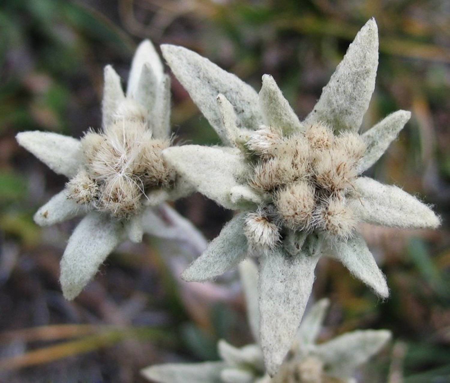 Эдельвейс. Автор: Олег Шубаров монголия, ледник, отгонтынгер, эдельвейс, Олег Шубаров