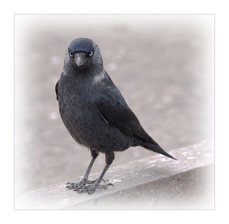 Галчёнокphoto preview