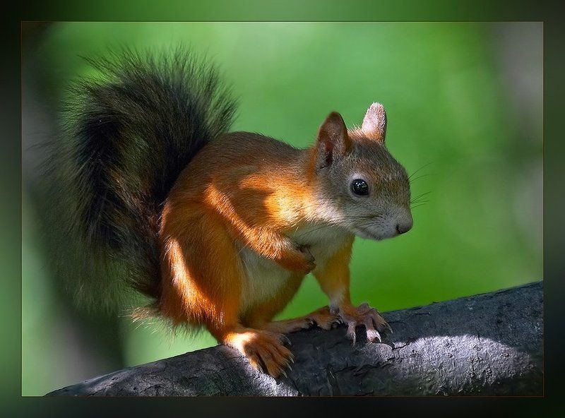 белка Все, что нажито непосильным трудом...photo preview