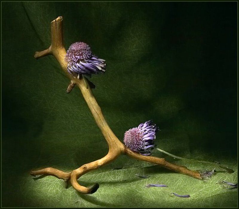 Ветренный деньphoto preview