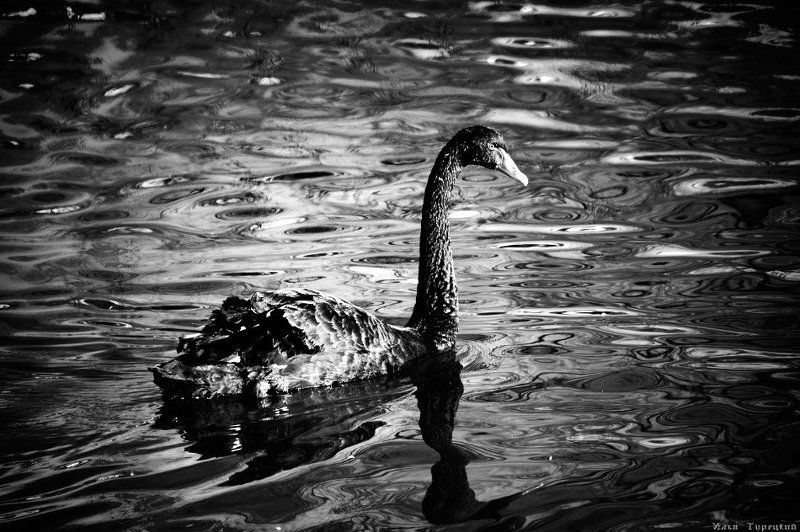 чб, чёрный, лебедь Чёрный лебедьphoto preview