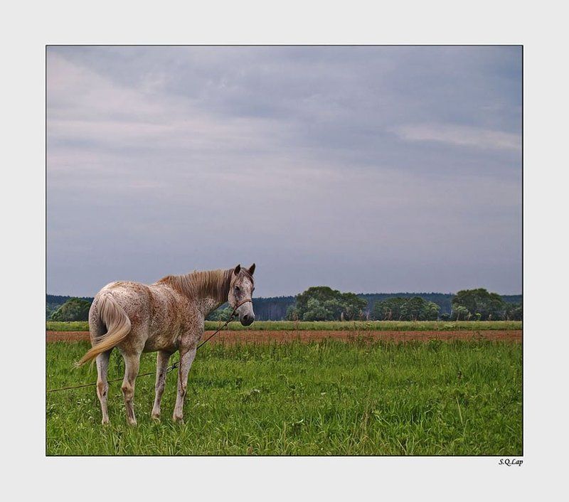 Несвободаphoto preview