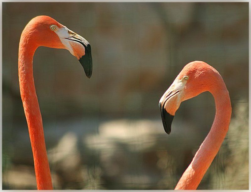 фламинго hdd Там же...photo preview