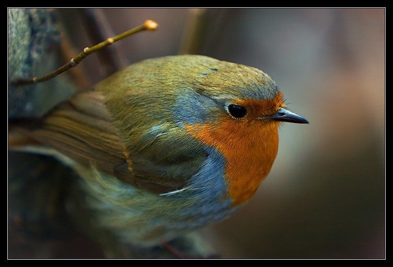 зарянка Портрет Зарянки в интерьере с веточкойphoto preview