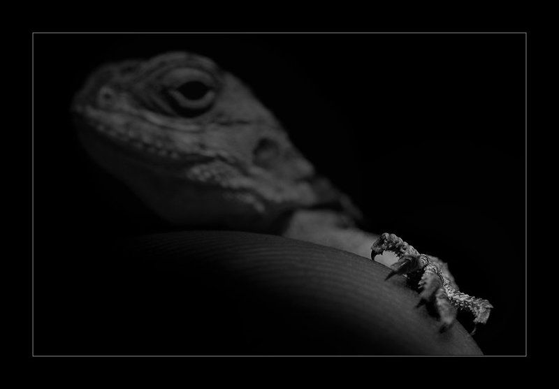 Lizard ...photo preview
