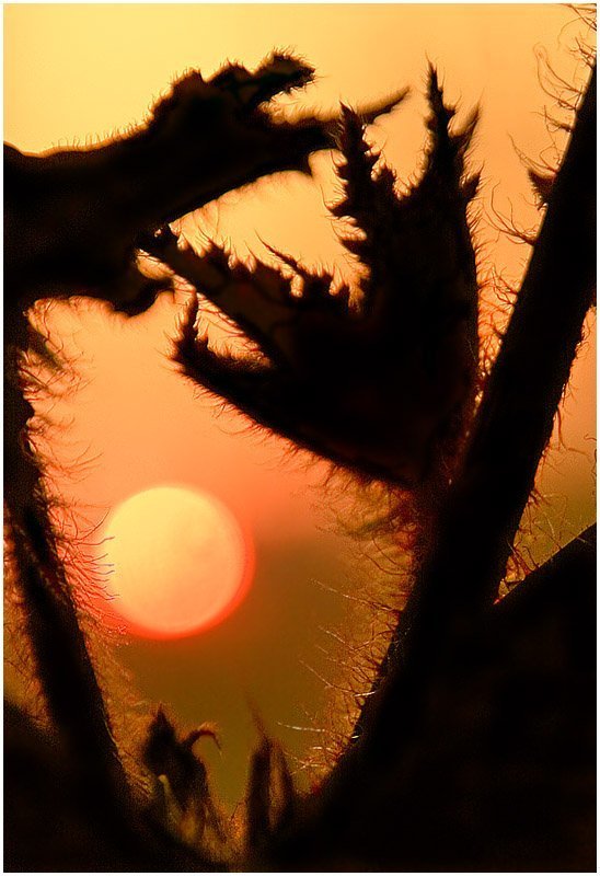 Дракон и солнцеphoto preview