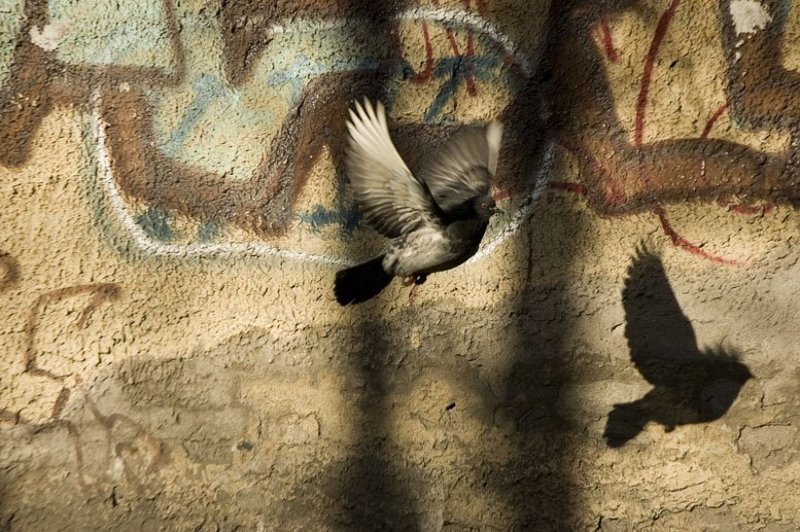 птицы.голуби. Полет в плоскостях.photo preview