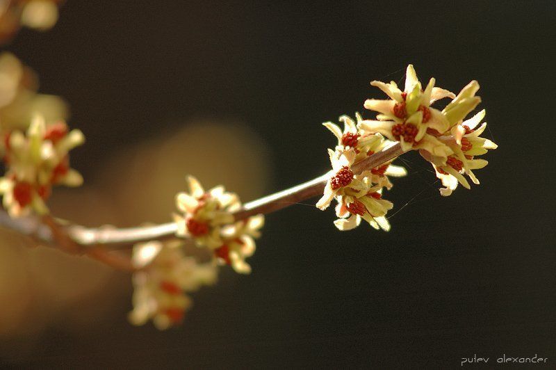 апрель,весна,почки,листочки,из окна Апрель...photo preview