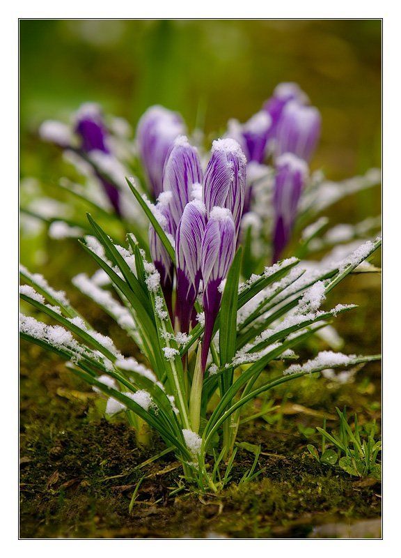 крокусы танец ручеек весна Весенний танец Ручеекphoto preview