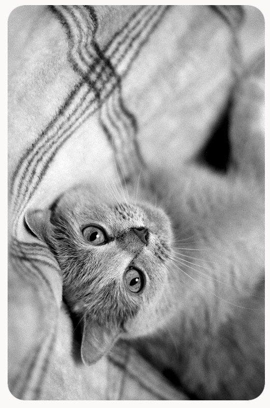 кошка, чб, пленка ***photo preview