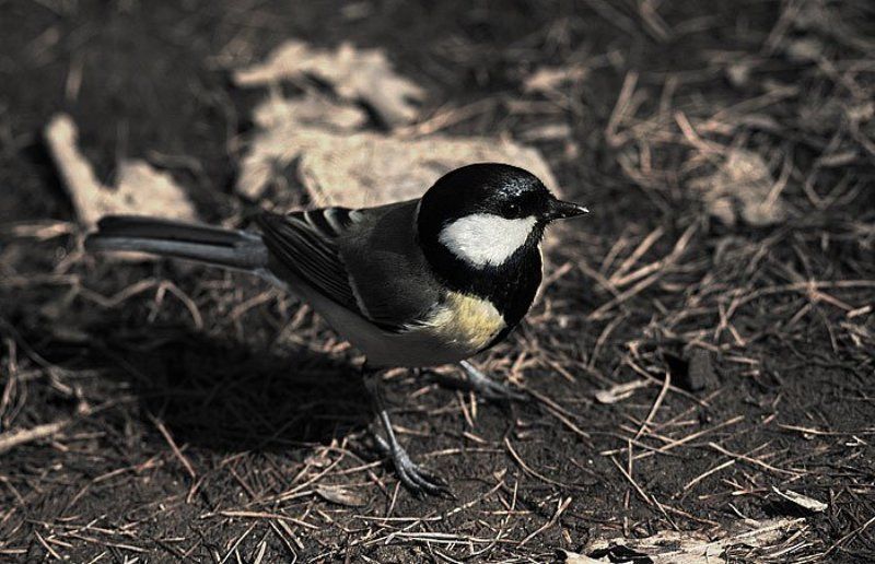 ботанический сад photo preview