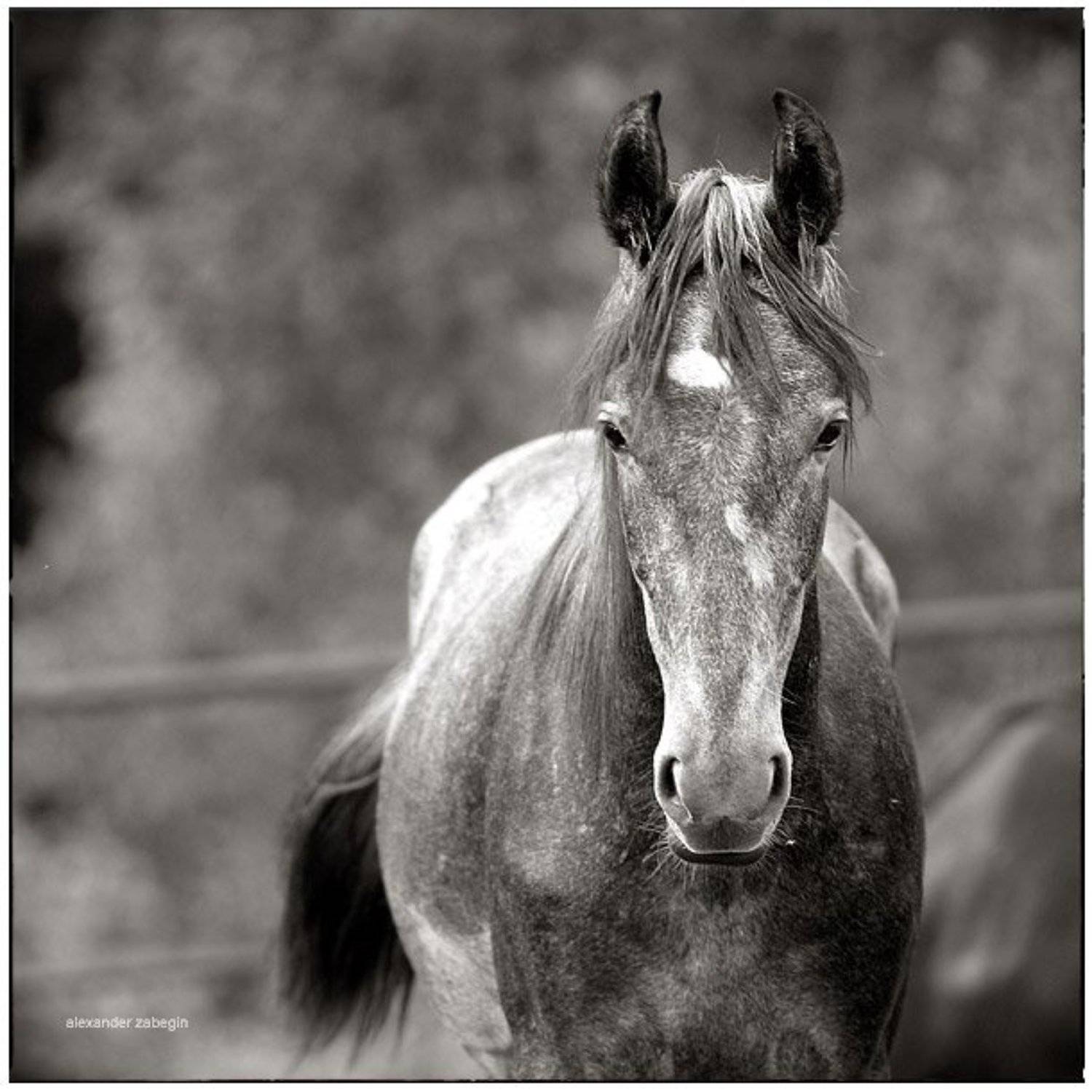 лошадь, лошади, конь, horses, horse, equi, zabegin, Alexander Zabegin