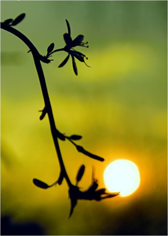 Скольжение весныphoto preview