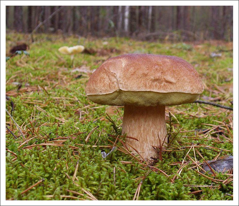 грибы, осень В грибном царствеphoto preview