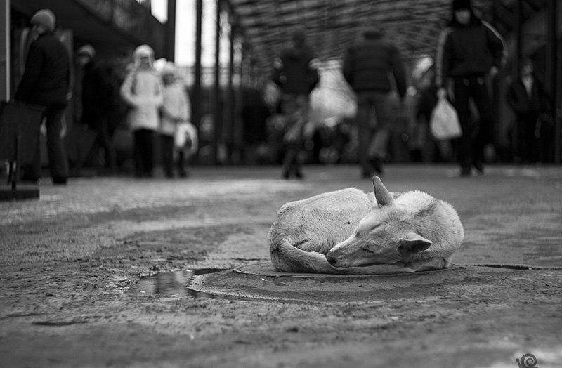 дома..photo preview