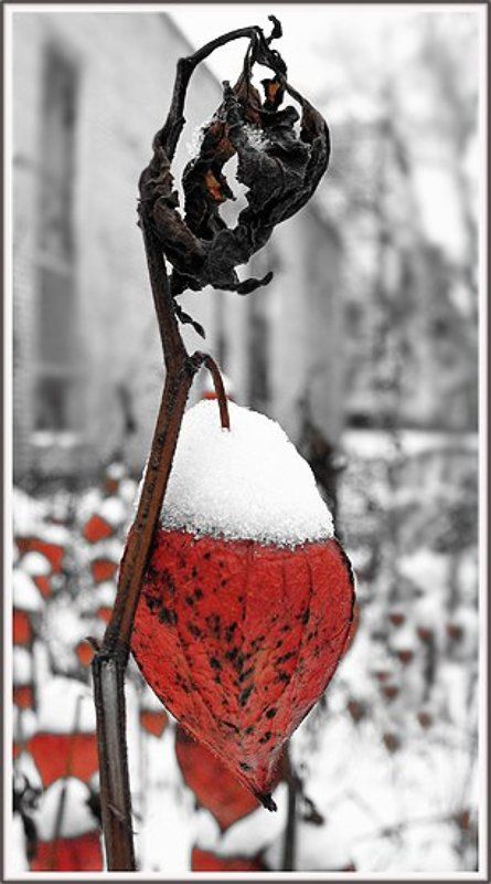 цветок, снег \