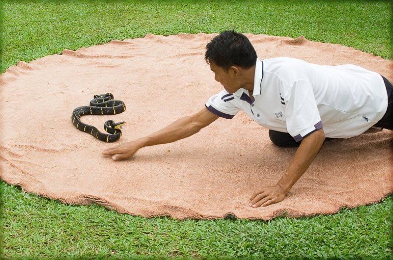 таиланд, змея, змееферма кто первееphoto preview