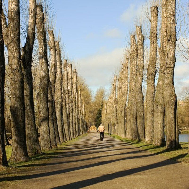 аллея, дерево Путь ...photo preview