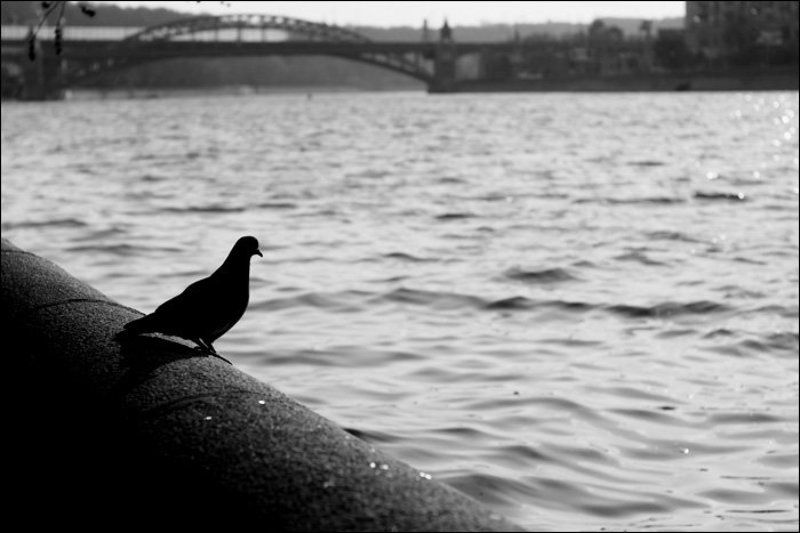 голубь, набережная Жду...photo preview