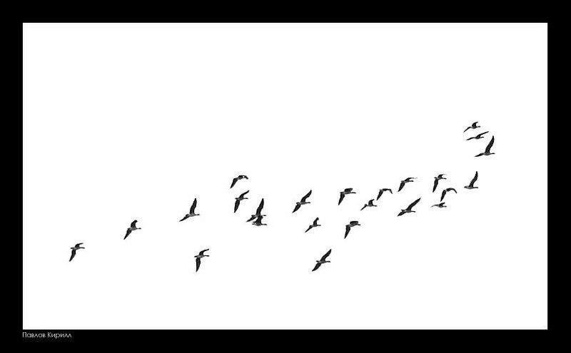 лебеди, дино Динолебедьphoto preview