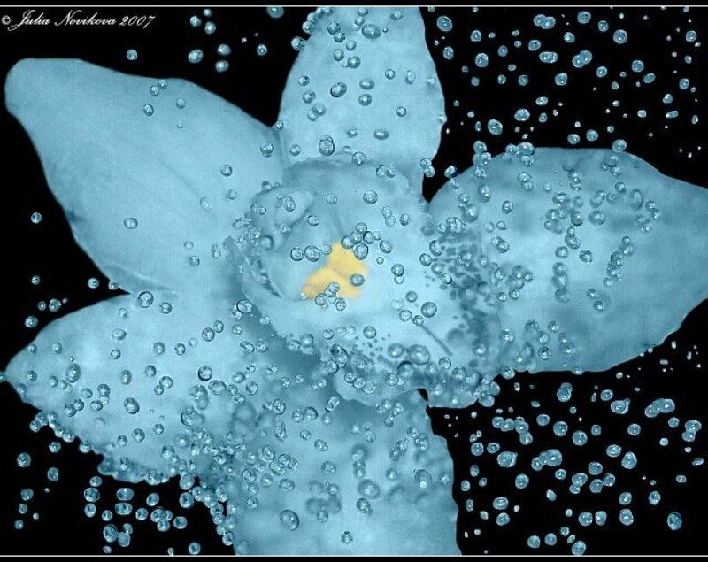 орхидея, вода, погружение в воду Погружение.photo preview