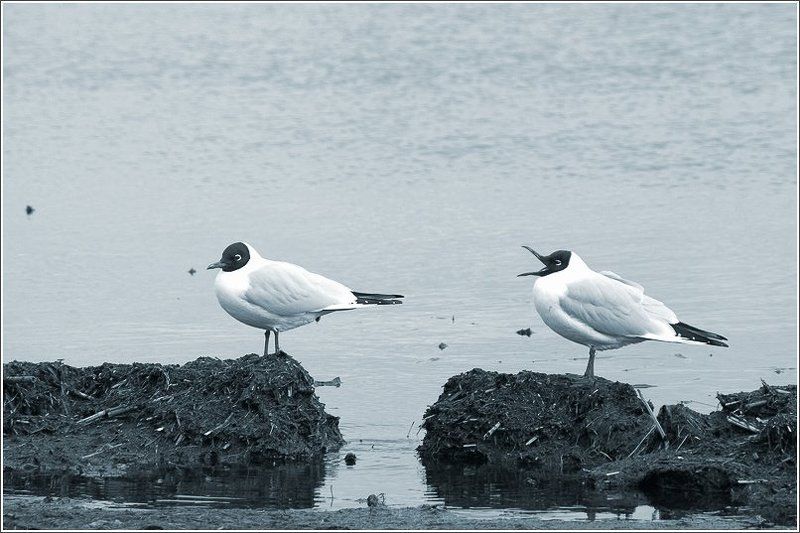 чайка, чайки подвинься!!!photo preview