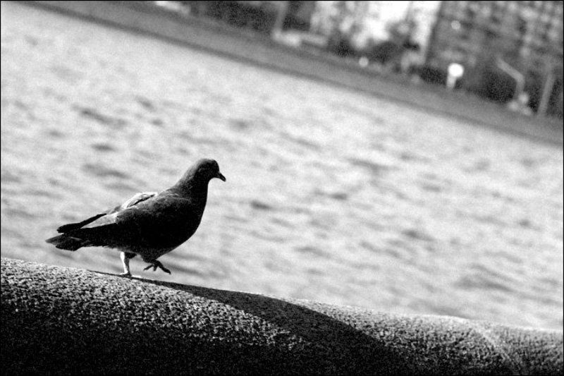 голубь, набережная Иду к тебе...photo preview
