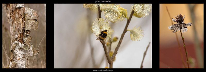 весна,жизнь,смерть,молодо,зелено,триптих Жизнь продолжается....\\триптих Весна\\photo preview