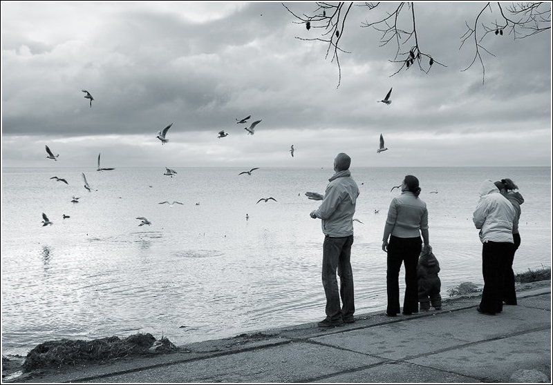 чайка, чайки, молодежное, финский залив, весна, photo preview