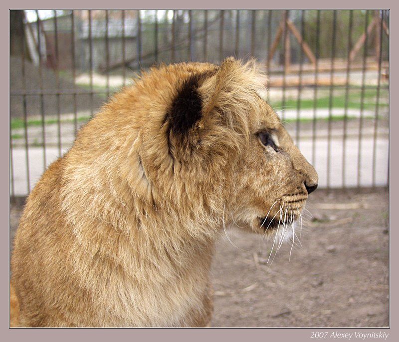 лев лвенок Будущий лев.photo preview