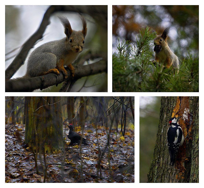 белка, черный дятел, желна Жители `Серебряного бора`photo preview