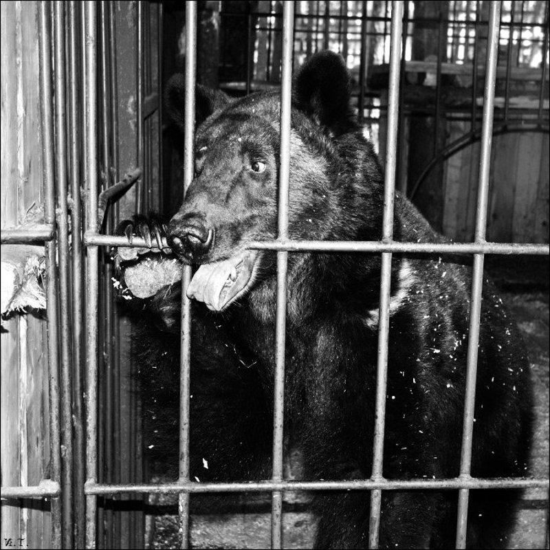 карельский медведь Эк, тяжела подневольная...photo preview