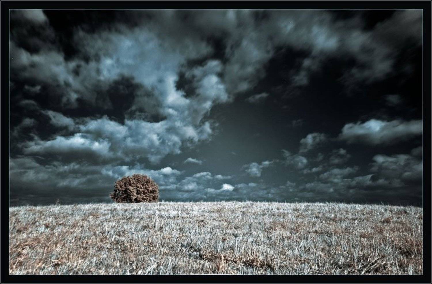 ик инфракрасная infrared дерево минимализм, jouris