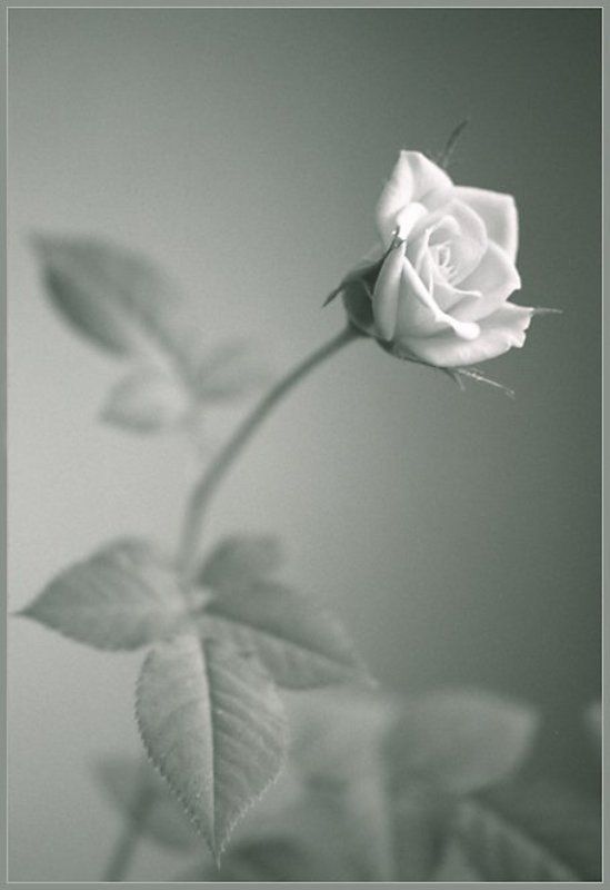 Зимняя Розаphoto preview