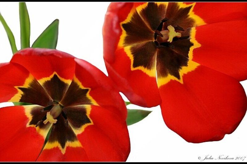 тюльпаны, 2, штуки Тюльпаны.photo preview