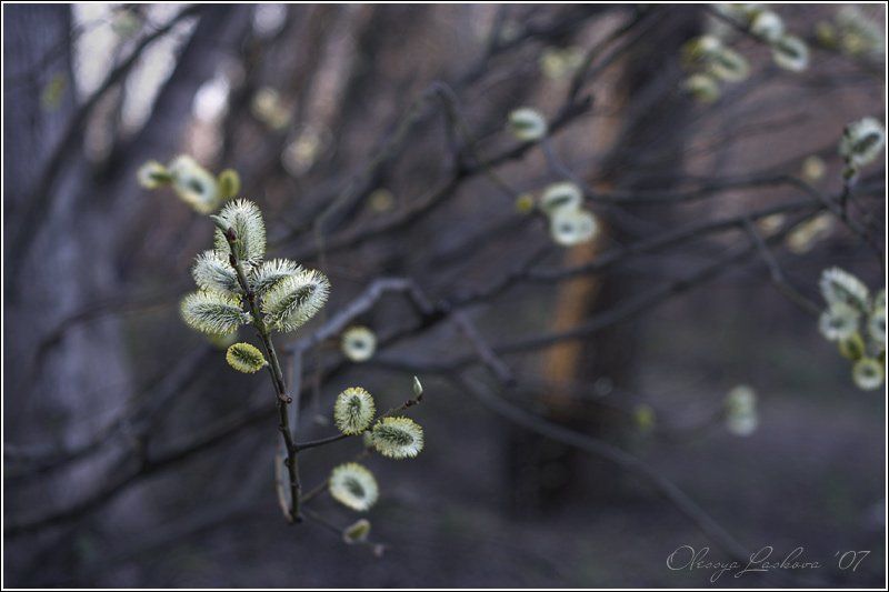 солнышкиphoto preview