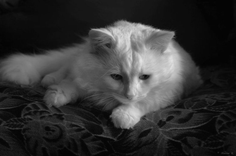 кот, зима, похожий На зиму похожий...photo preview