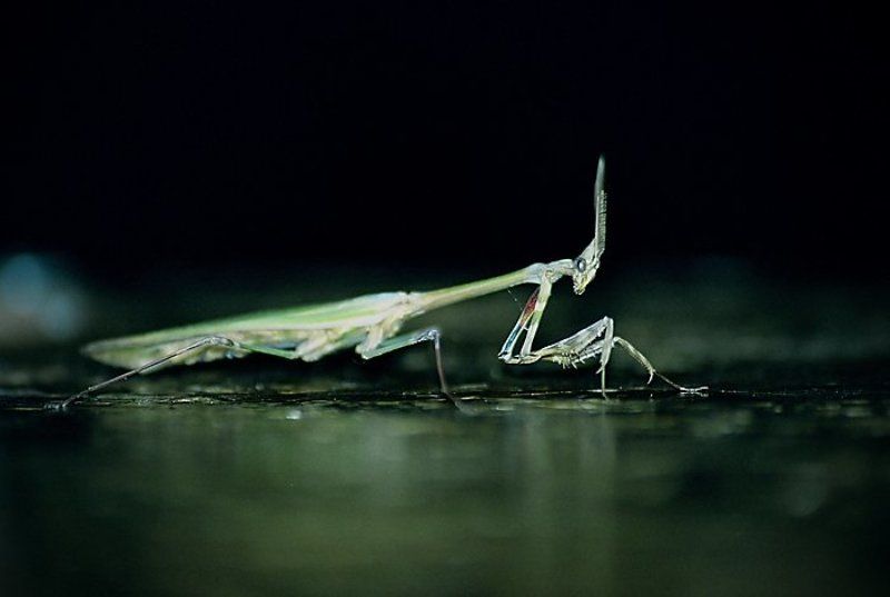 Чужойphoto preview