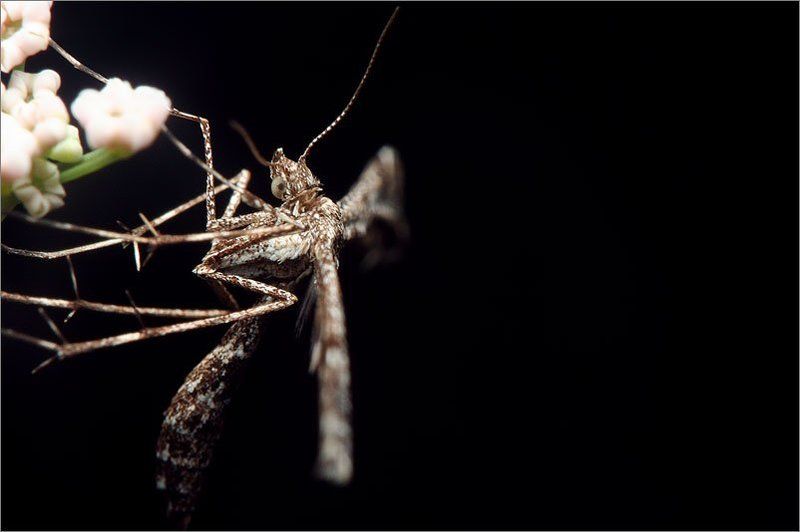 про крыльяphoto preview