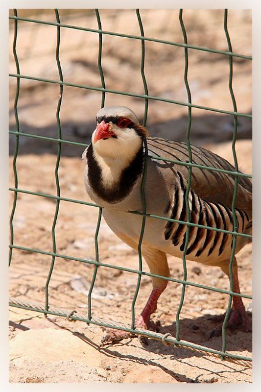 птичка ибис Срочно отпустите!photo preview