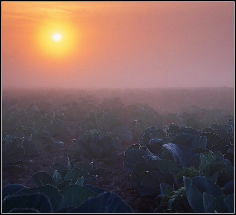 Заячий сонphoto preview