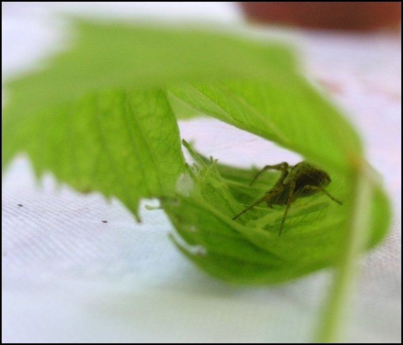 листок, насекомое Паучёкphoto preview