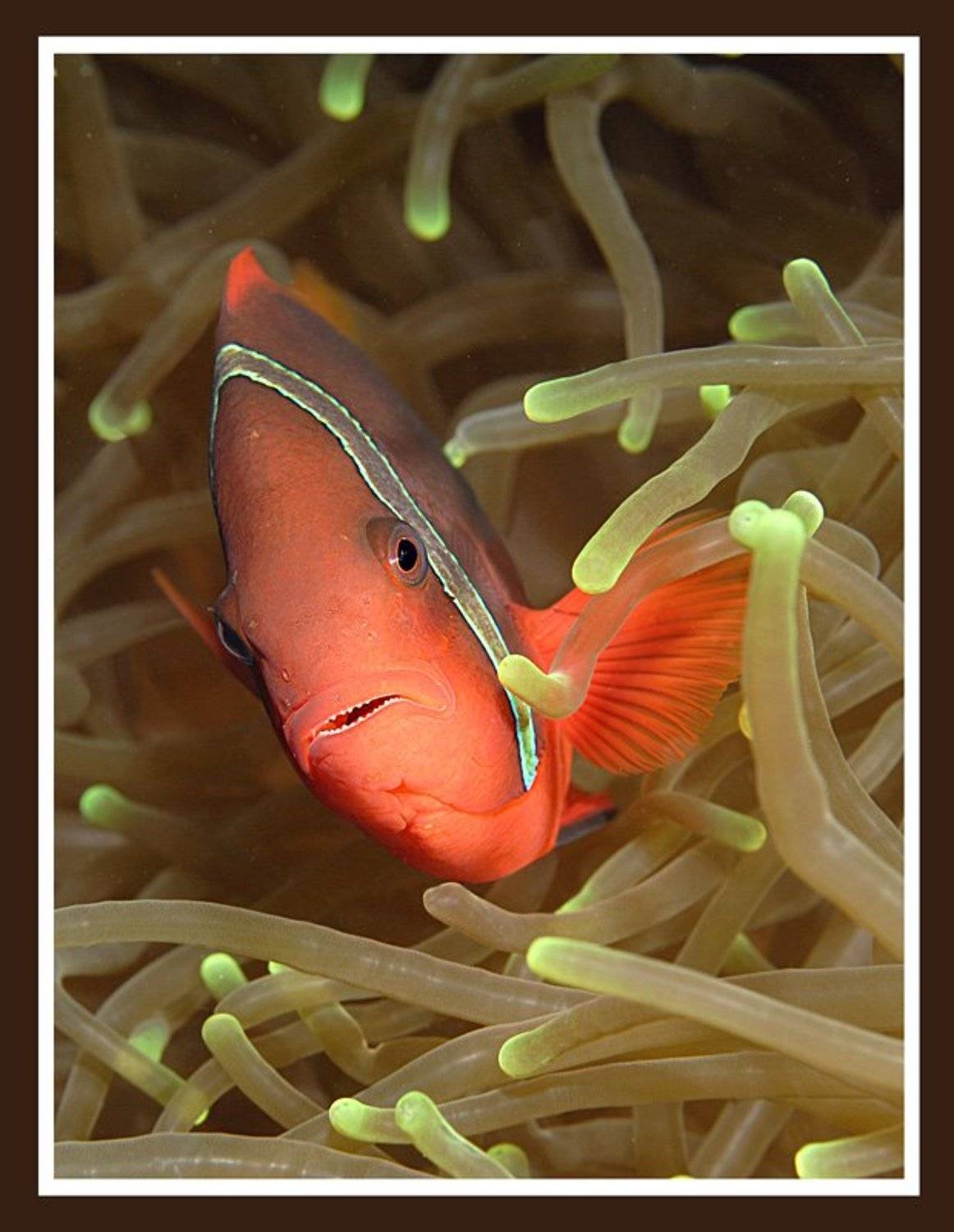 Огонёк. Автор: Медведева Елена клоун, актиния., Медведева Елена