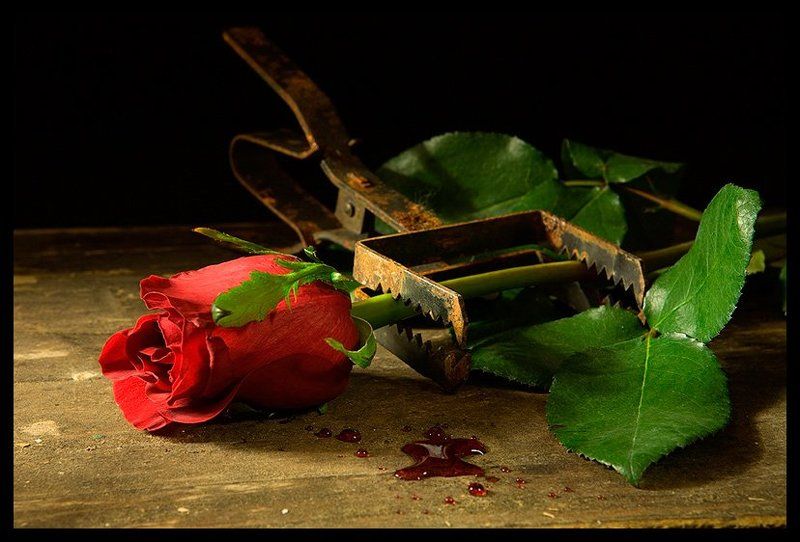 В капканеphoto preview