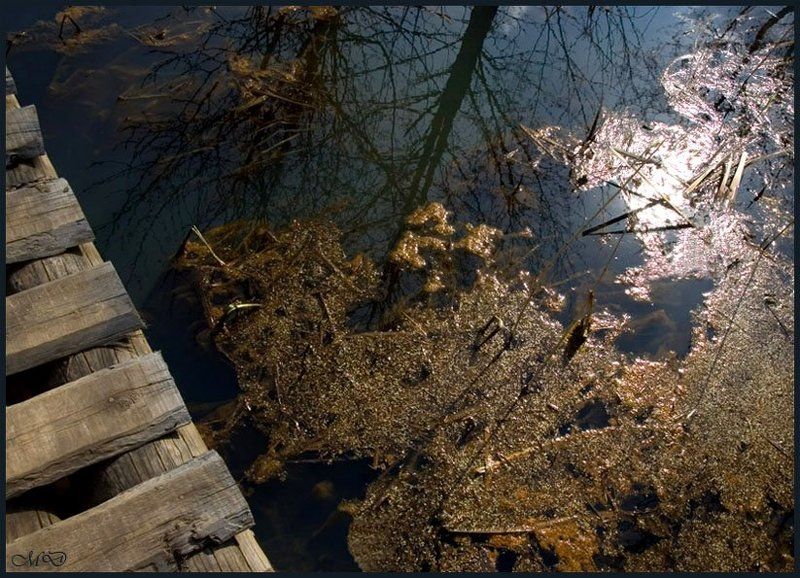 мостик,вода,весна,отражение,водоросли Тематическоеphoto preview