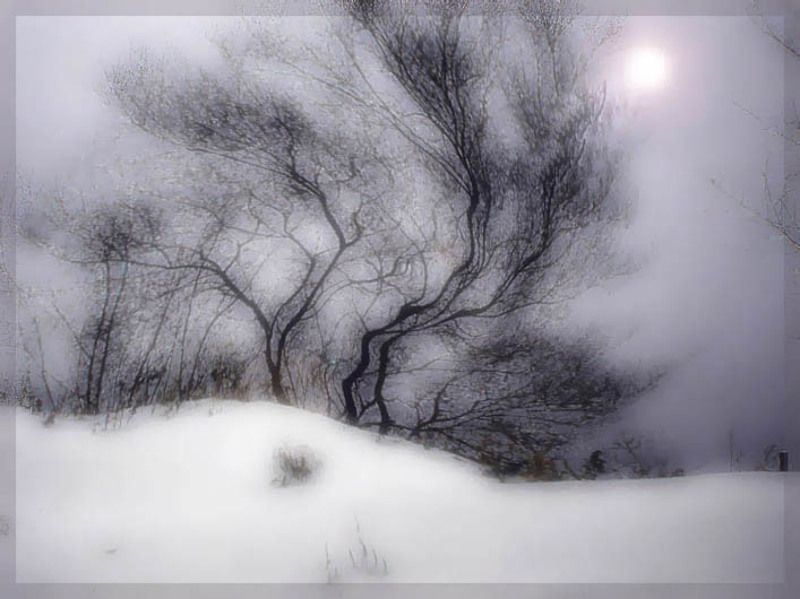 Зимние силуэтыphoto preview