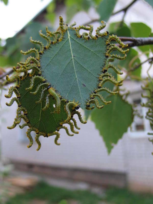 гусеницы, березы Бал сатаны или конец светаphoto preview