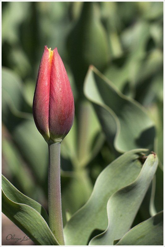 тюльпан, бутон, весна одинphoto preview