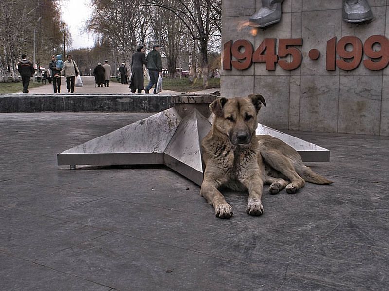 собака, огонь, памятник, праздник, праздник Верный другphoto preview