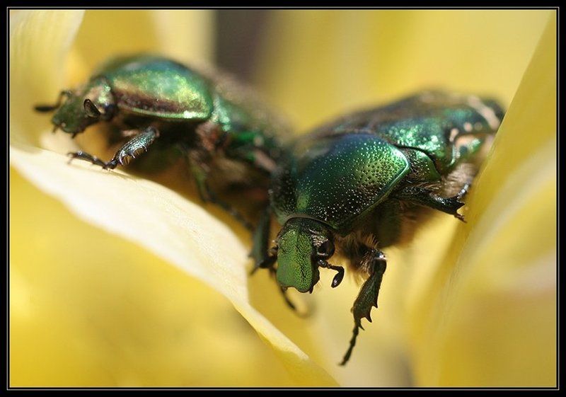 жук, бронзовка, макро, i_go Стража желтого тюльпанаphoto preview